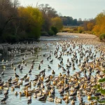 Imagen relacionada con gripe aviar Madrid